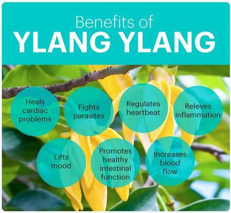 ylang ylang benefits.